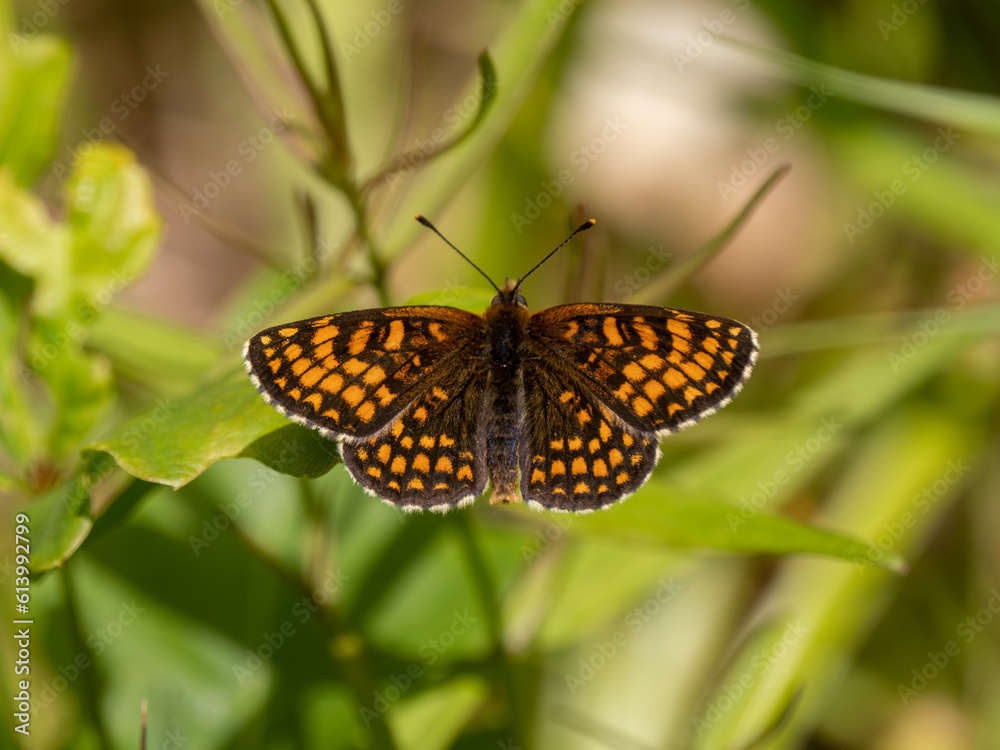 Fototapeta premium Heath Fritillary Resting on a Leaf