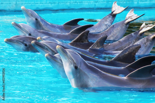 Grupo de delfines saludando photo