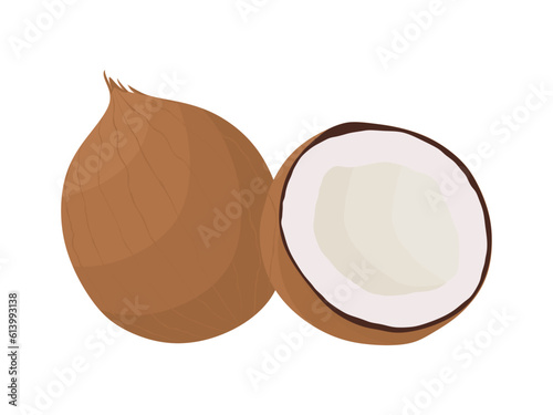 Exotic whole and half coconut fruit isolated on white background. Fresh coconut in cartoon illustration. Summer organic fruits. Flat vector illustration