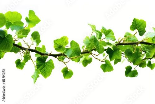 ivy_plant_growing_on_a_white_background