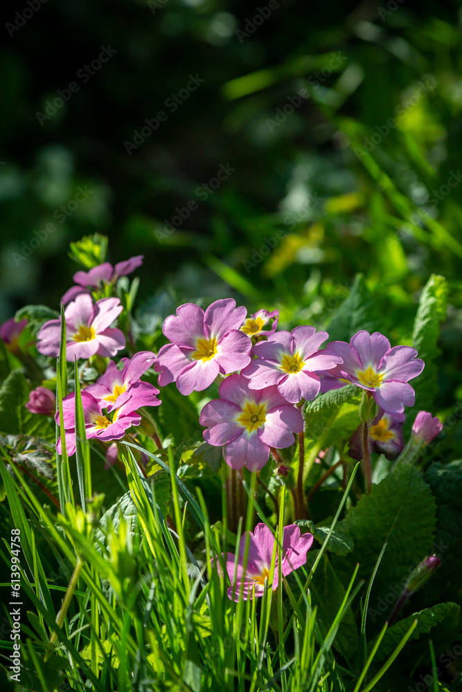 Pretty pink primroses in the spring sunshine