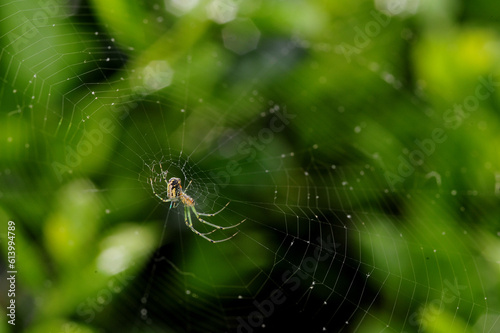 Common Garden (Argiope aurantia) Spider in Web