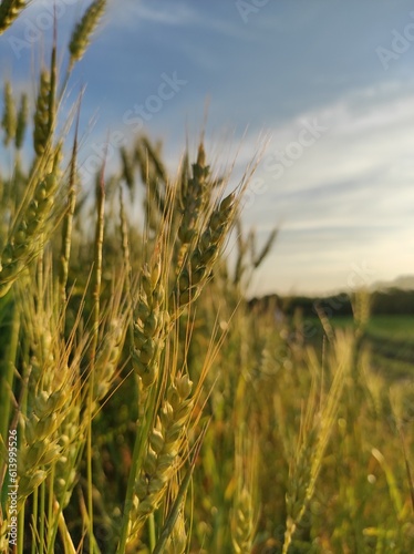 field of wheat