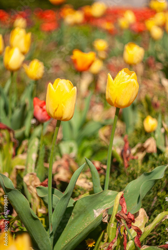 yellow and red tulips in the garden. Natural flora wallpaper.