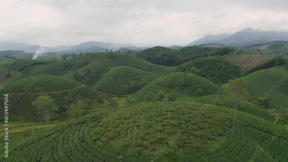 Aerial top view of green fresh tea or strawberry farm, agricultural plant fields with mountain hills in Asia. Rural area. Farm pattern texture. Nature landscape background, Long Coc, Vietnam. Aerial top view of green fresh tea or strawberry farm, agricultural plant fields with mountain hills in Asia. Rural area. Farm pattern texture. Nature landscape background, Long Coc, Vietnam.