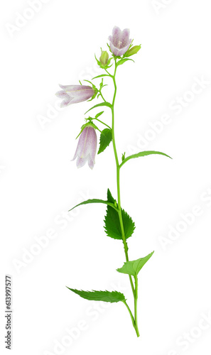 Campanula punctata, the spotted bellflower, is a species of flowering plant in the bellflower family Campanulaceae. Stem with flowers and leaves isolated on transparent background.