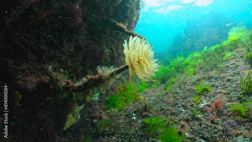 Marine worm (Sabella spallanzanii, European fan worm) underwater in the Atlantic ocean, natural scene, Spain, Galicia
