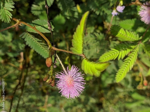 Mimosa Pudica flower in the morning