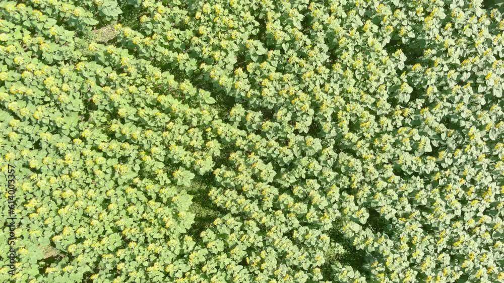 Aerial top-down rotating view of sunflower field in summer afternoon, Czechia Aerial top-down rotating view of sunflower field in summer afternoon, Czechia