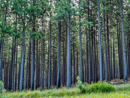 Pine tree forest on panorama route, Mpumalanga, South Africa