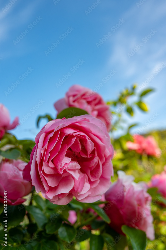 Fototapeta premium Rose