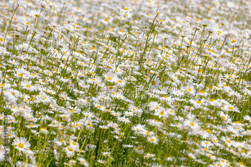 Selective focus of white flowers Leucanthemum maximum in the garden, Shasta daisy is a commonly grown flowering herbaceous perennial plant with the classic daisy appearance, Nature floral background.