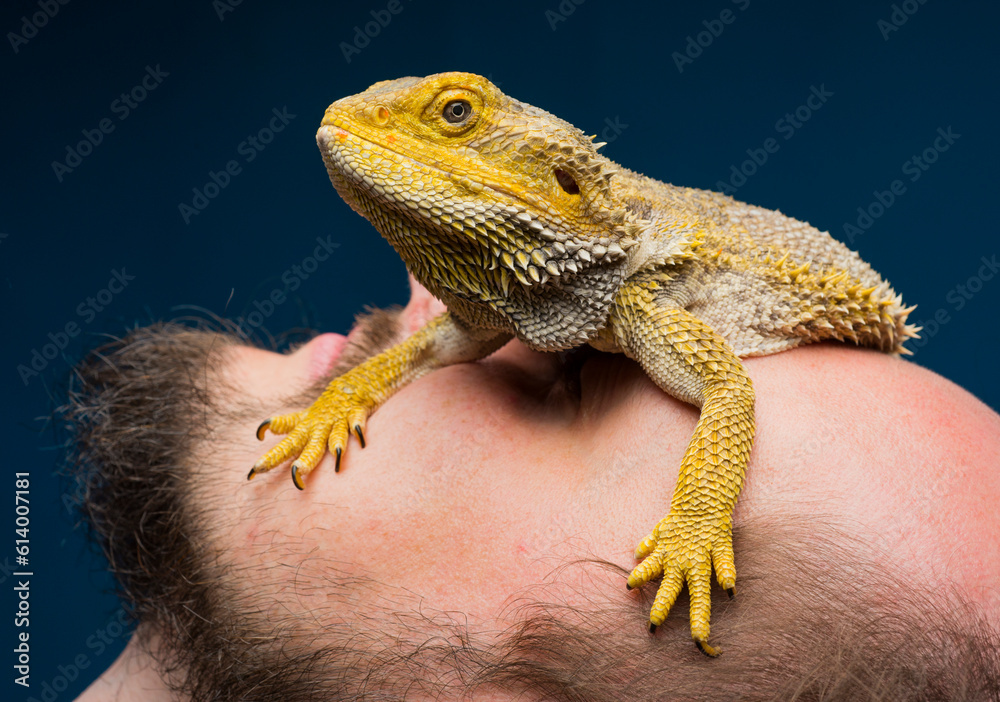 Obraz premium close-up of a bearded dragon with a bearded man