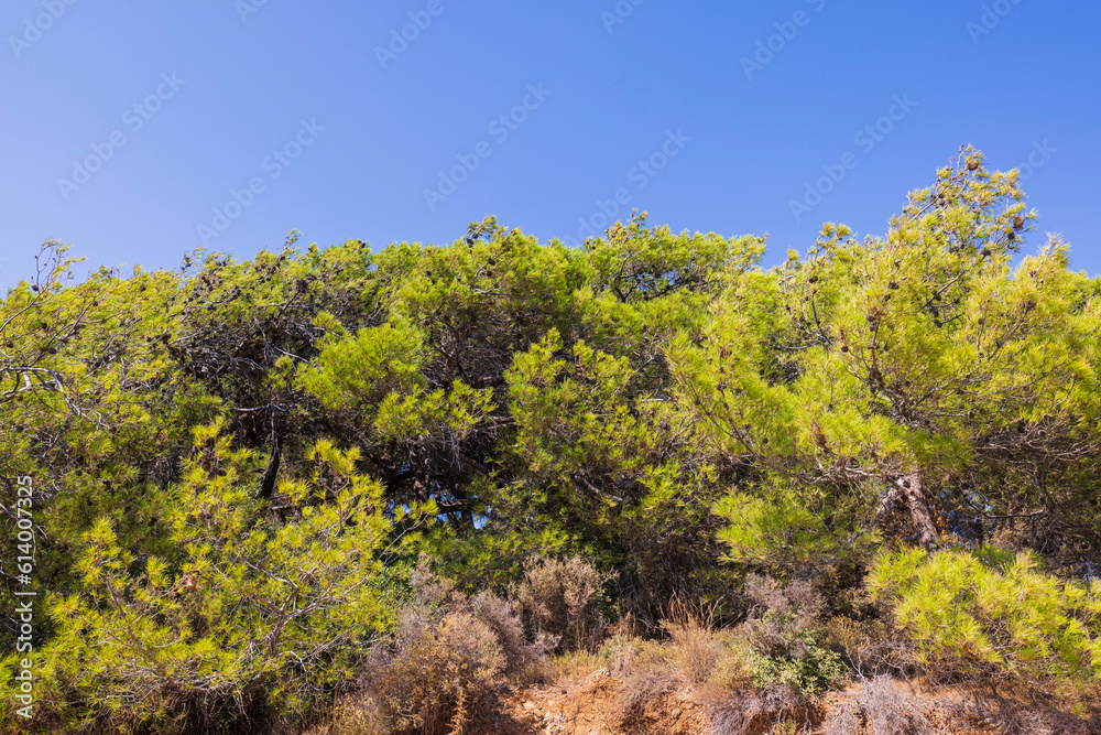 Beautiful view of mountain covered with mountain green pine trees on blue sky background. Greece. Beautiful view of mountain covered with mountain green pine trees on blue sky background. Greece.