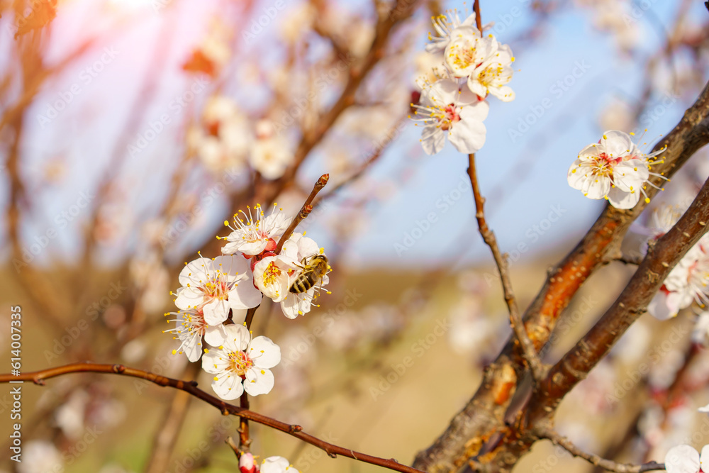 A bee on a fruit tree flower pollinates in early spring, toned. Spring background with copy space A bee on a fruit tree flower pollinates in early spring, toned. Spring background with copy space