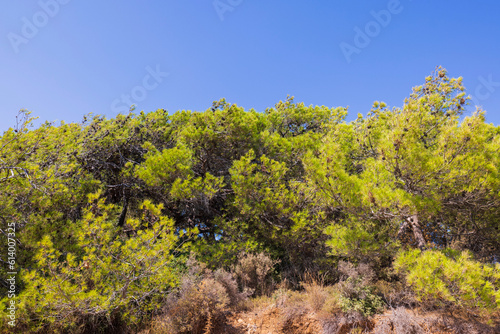 Beautiful view of mountain covered with mountain green pine trees on blue sky background. Greece.