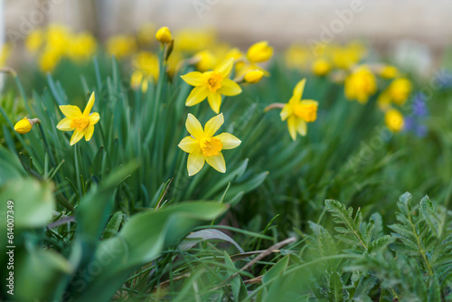 Flowers in the flower bed Narcissus. Greening the urban environment. Background with selective focus and copy space