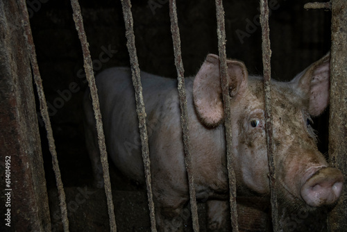 A pig's eye behind a grate in a barn