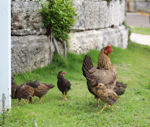 Hen with babies