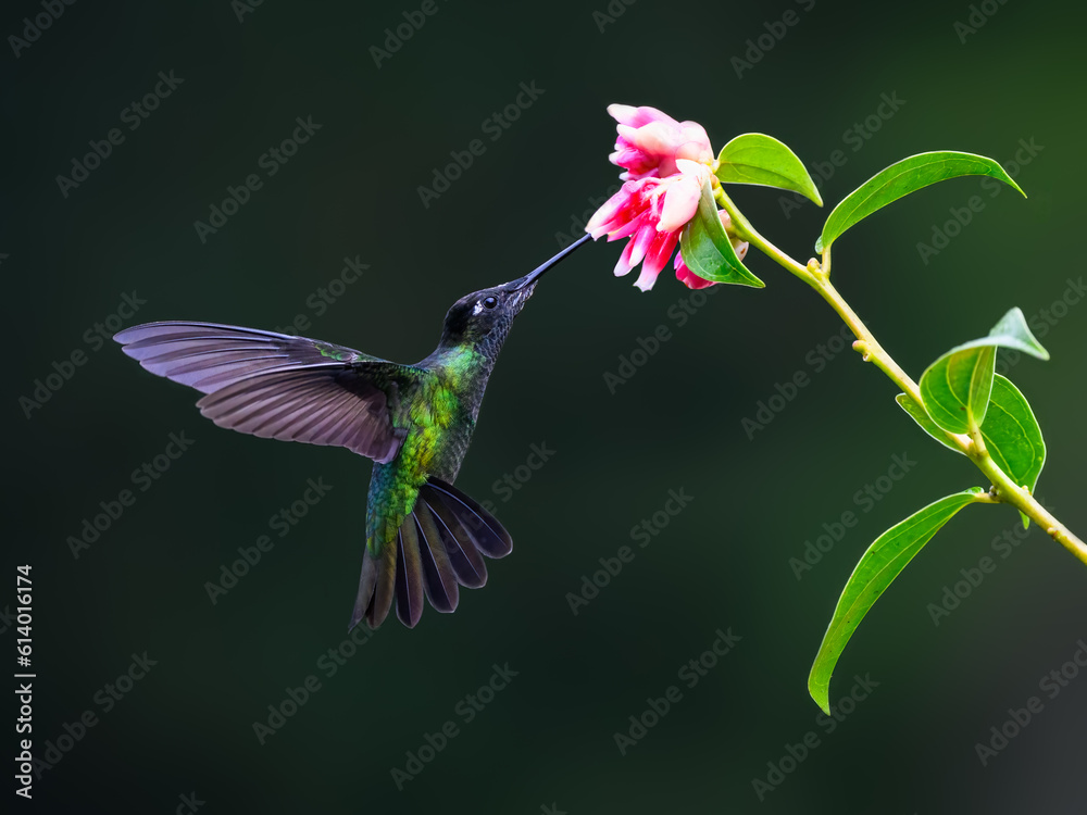 Fototapeta premium Fiery-throated Hummingbird in flight feeding on pink flower against green background