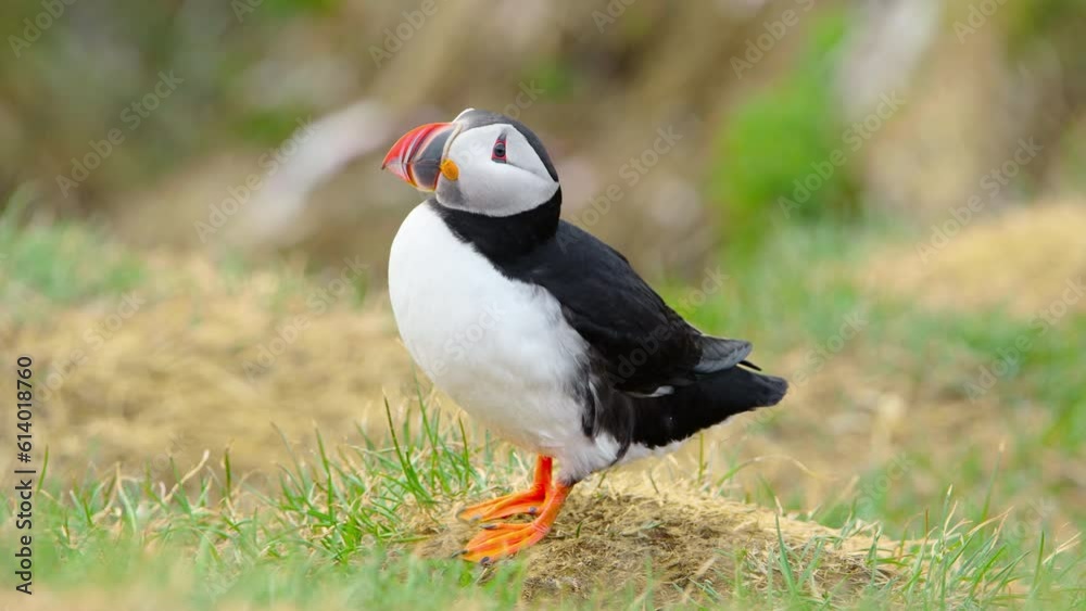 Atlantic puffin on cliff top in Iceland. Cute bird in wildlife. Animal on the ocean coast. Atlantic puffin on cliff top in Iceland. Cute bird in wildlife. Animal on the ocean coast.