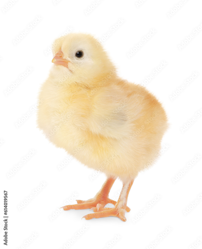 Fototapeta premium Cute fluffy baby chicken on white background