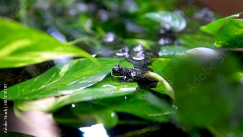 African Bullfrog Mating On Water frog in aquarium transparent water algae stones sitting frozen bulging eyes huge waterfowl disgust background nature natural life aquarium  photo