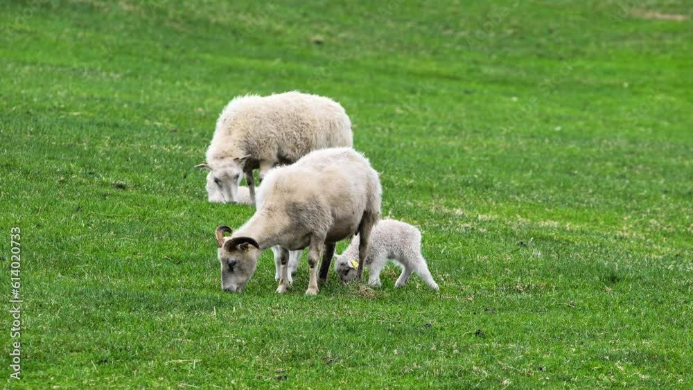 Herd of sheeps on the pasture between mountains. Cute small lambs. Rural scene in Iceland. Herd of sheeps on the pasture between mountains. Cute small lambs. Rural scene in Iceland.