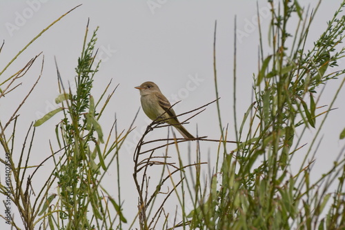 Willow Flycatcher on top of a plant