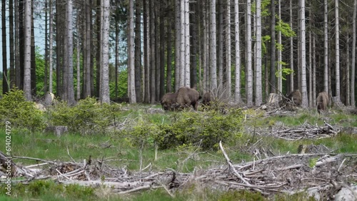 slow motion of wild living European wood Bison, also Wisent or Bison Bonasus, is a large land mammal and was almost extinct in Europe, but now reintroduced to the Roothaarsteig mountains in Sauerland. photo