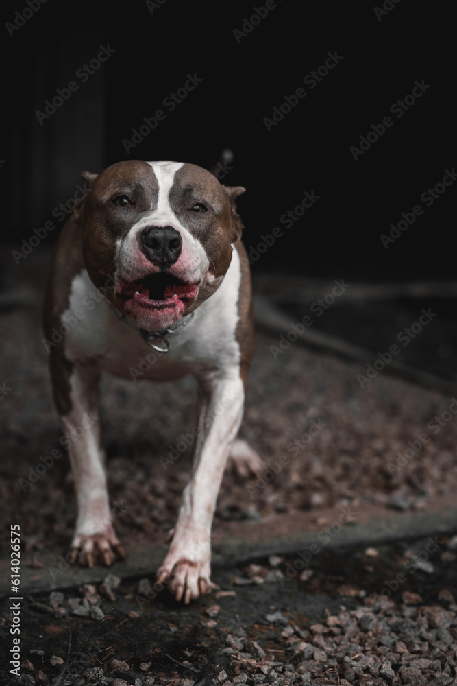 american staffordshire terrier, pitbull dog barking, intimidating, snarling