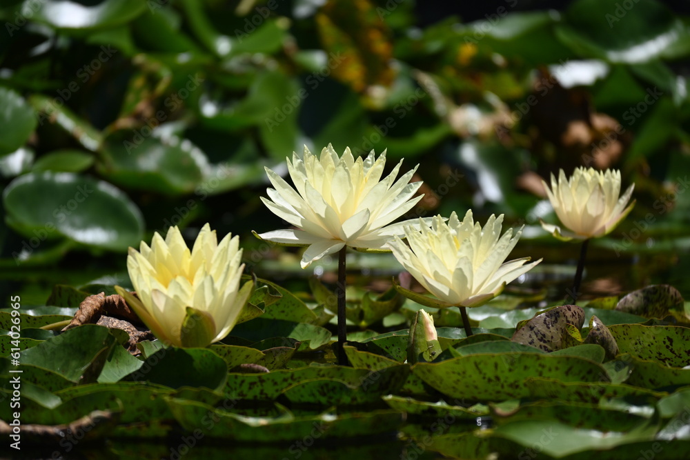 Water Lily Water Lily