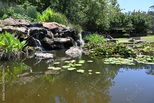 Lake with Water Lilly Pads 