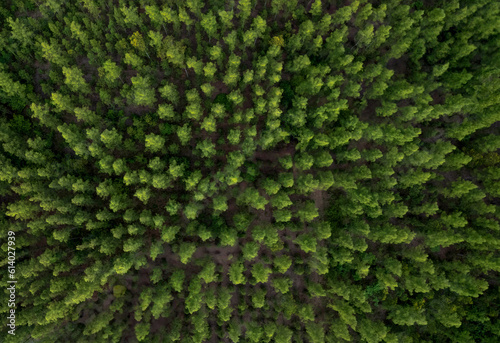 Aerial view green forest landscape aerial natural scenery of pine trees and contrasting road path country path through pine trees adventure travel concept