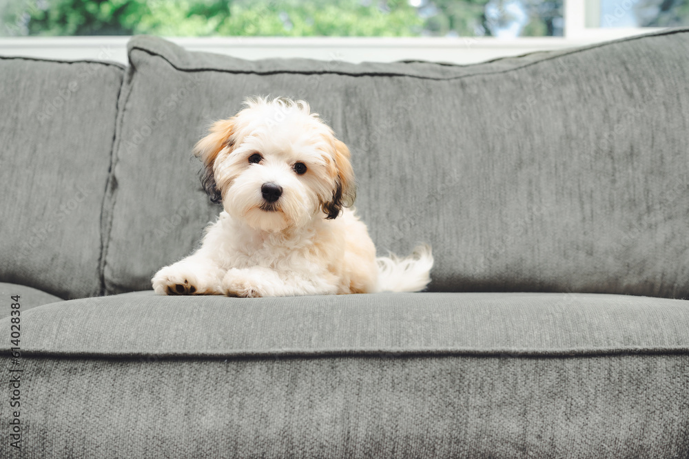 Havanese puppy dog lying on sofa while looking at camera. Curios small fluffy white bichon type puppy taking a break from playing. 16 weeks old female Havanese puppy dog, black eyes. Selective focus. Havanese puppy dog lying on sofa while looking at camera. Curios small fluffy white bichon type puppy taking a break from playing. 16 weeks old female Havanese puppy dog, black eyes. Selective focus.