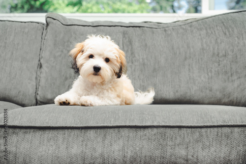 Valokuva Havanese puppy dog lying on sofa while looking at camera