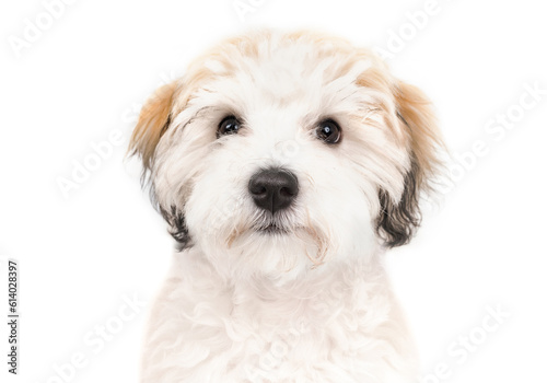 Cute puppy dog looking at camera. Curios small fluffy white bichon type puppy with black nose and black button eyes.16 weeks old female Havanese puppy dog. Selective focus.