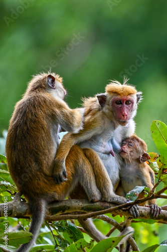 Monkey love © Dev Mukund