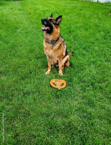 German shepherd dog with frisbee