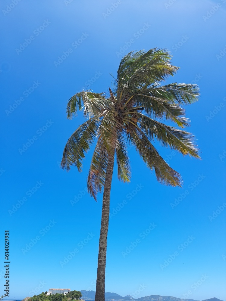 Obraz premium palm tree on the beach