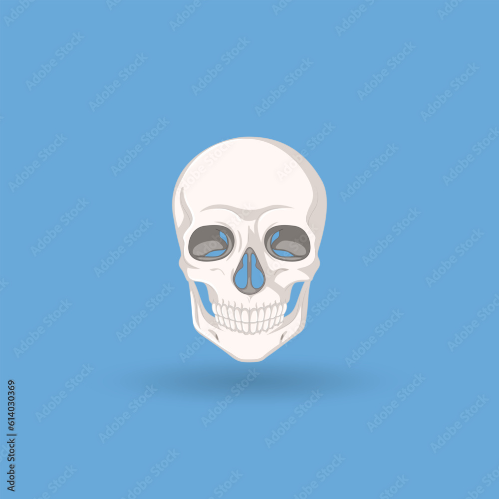 human skull illustration anatomy of the human skull