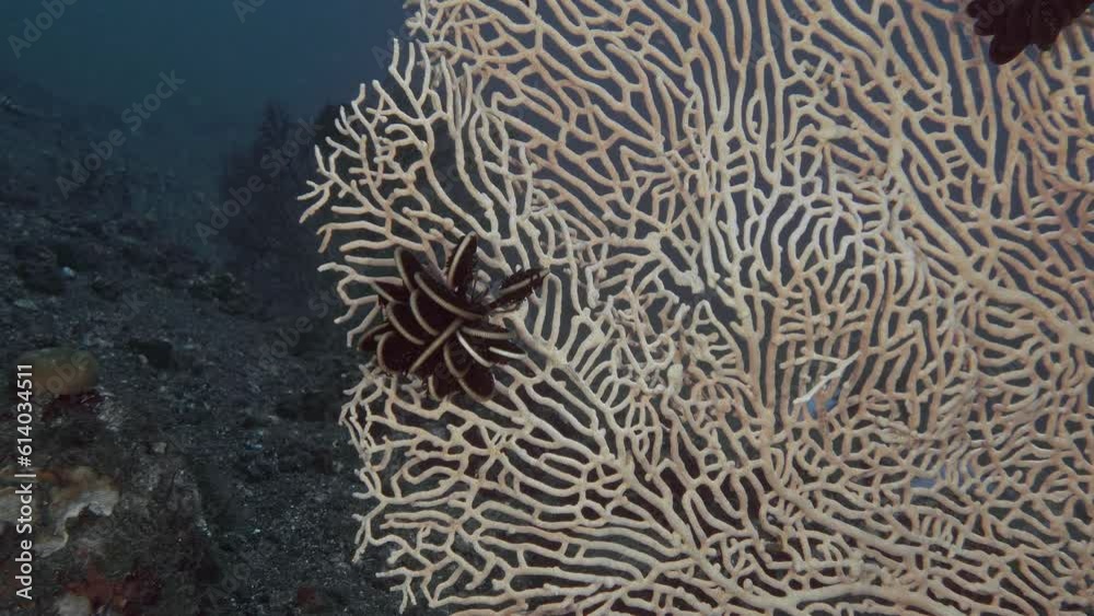 At the bottom of the tropical sea, a large red coral (gorgonian) grows against the background of blue water. Clinging to its branches, sea lilies sit on it. Indo-Pacific. At the bottom of the tropical sea, a large red coral (gorgonian) grows against the background of blue water. Clinging to its branches, sea lilies sit on it. Indo-Pacific.