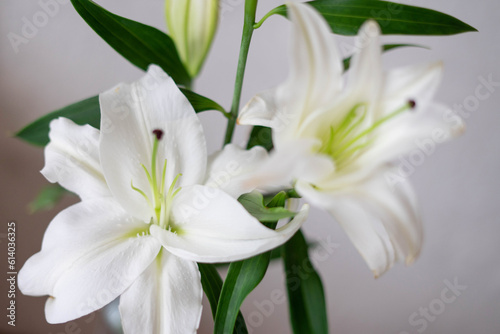 White lily in a vase against a white textured wall. © July P