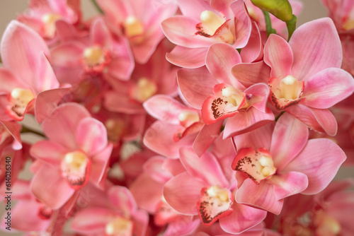 Close-up pink orchid. Floral background.