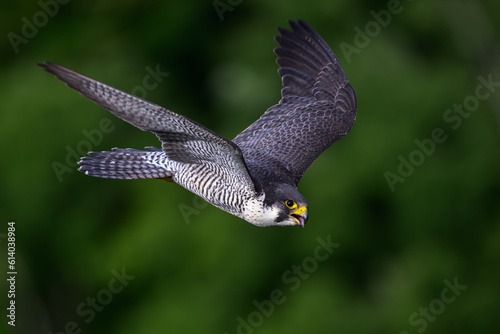 Peregrine Falcon Swooping Across the Green Forest photo