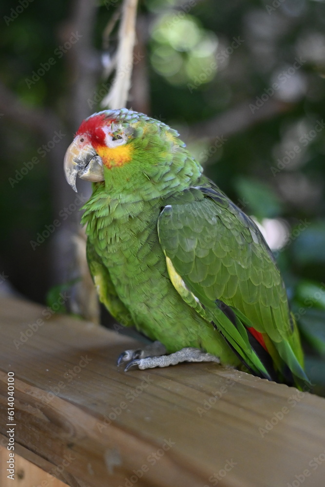 Tropical Parrot Bird 