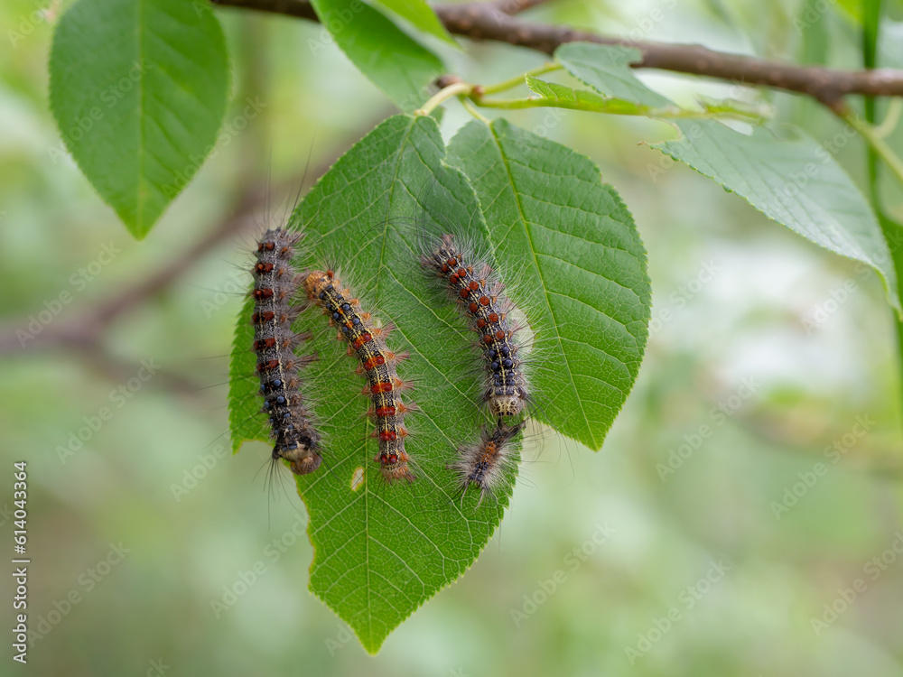 Gypsy moth larvae closeup. The caterpillars eat the leaves. Insect