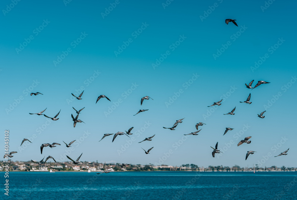 Obraz premium Flock of Seagulls Flying Over Park and Ocean