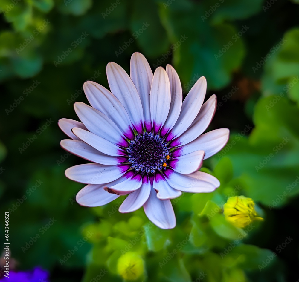 Obraz premium White African Daisy