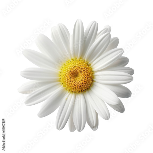 Daisy flower isolated on background with Generative AI © toonsteb